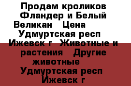 Продам кроликов Фландер и Белый Великан › Цена ­ 250 - Удмуртская респ., Ижевск г. Животные и растения » Другие животные   . Удмуртская респ.,Ижевск г.